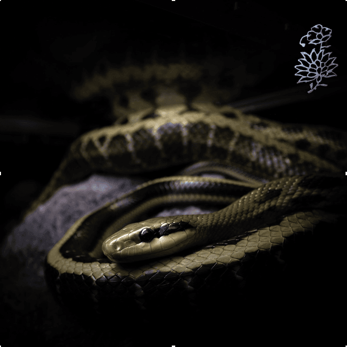 Begegnung mit der kosmischen Schlange