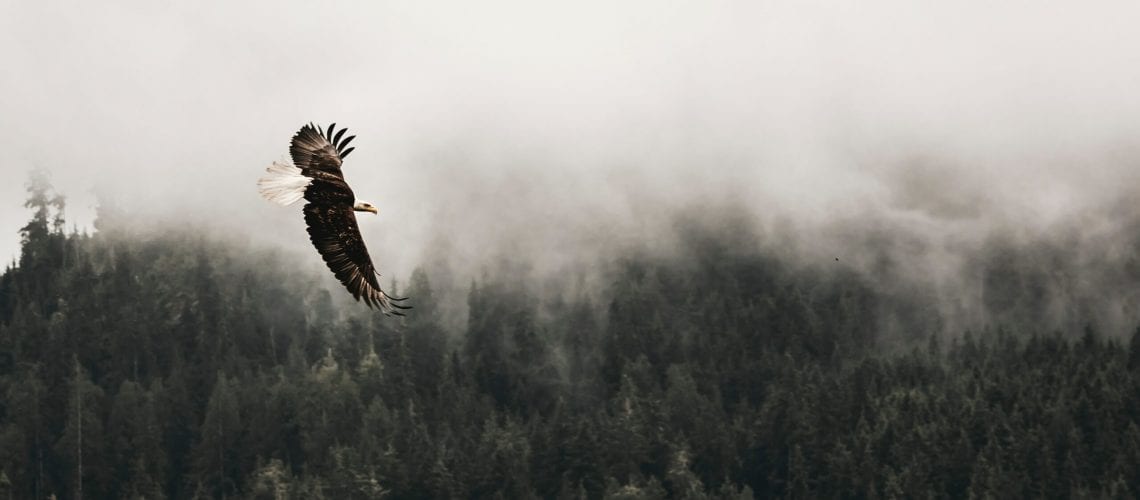 kea-mowat-fM2aOezzEoQ-unsplash kea-mowat-fM2aOezzEoQ-unsplash