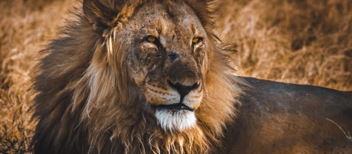 sergi-ferrete-Cfuh5uWiUCQ-unsplash sergi-ferrete-Cfuh5uWiUCQ-unsplash