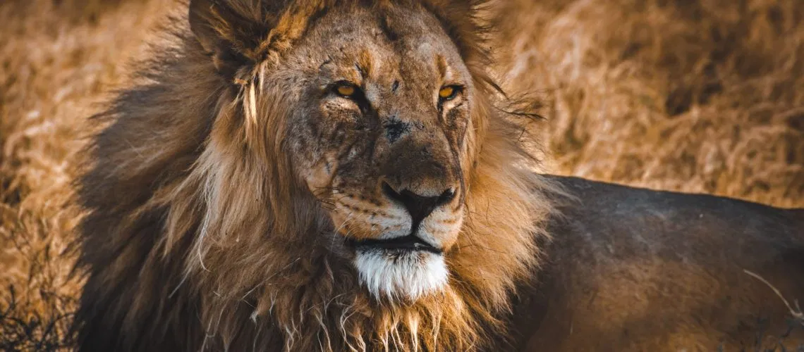 sergi-ferrete-Cfuh5uWiUCQ-unsplash